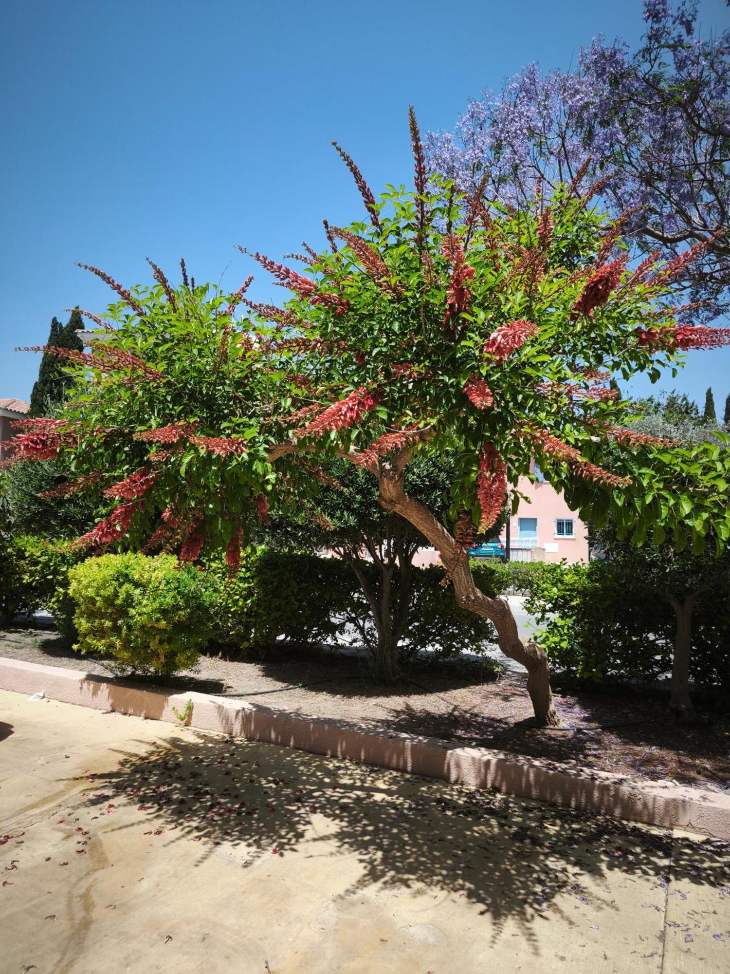 Eden Gardens Villa Paphos Eksteriør bilde